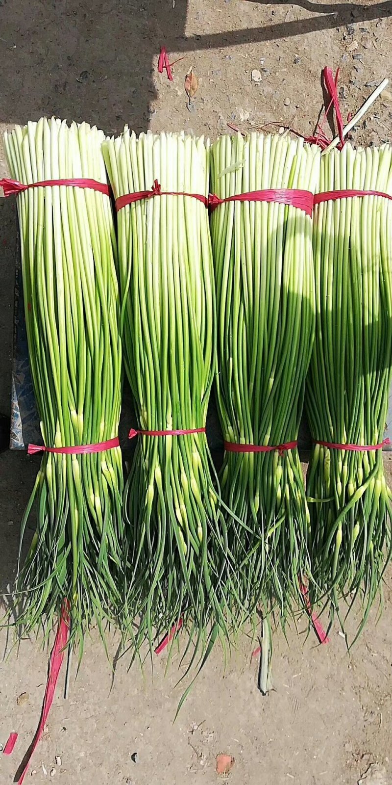 蒜苔