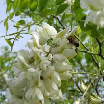 秦岭纯洋槐蜜