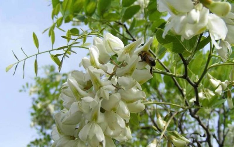 秦岭纯洋槐蜜