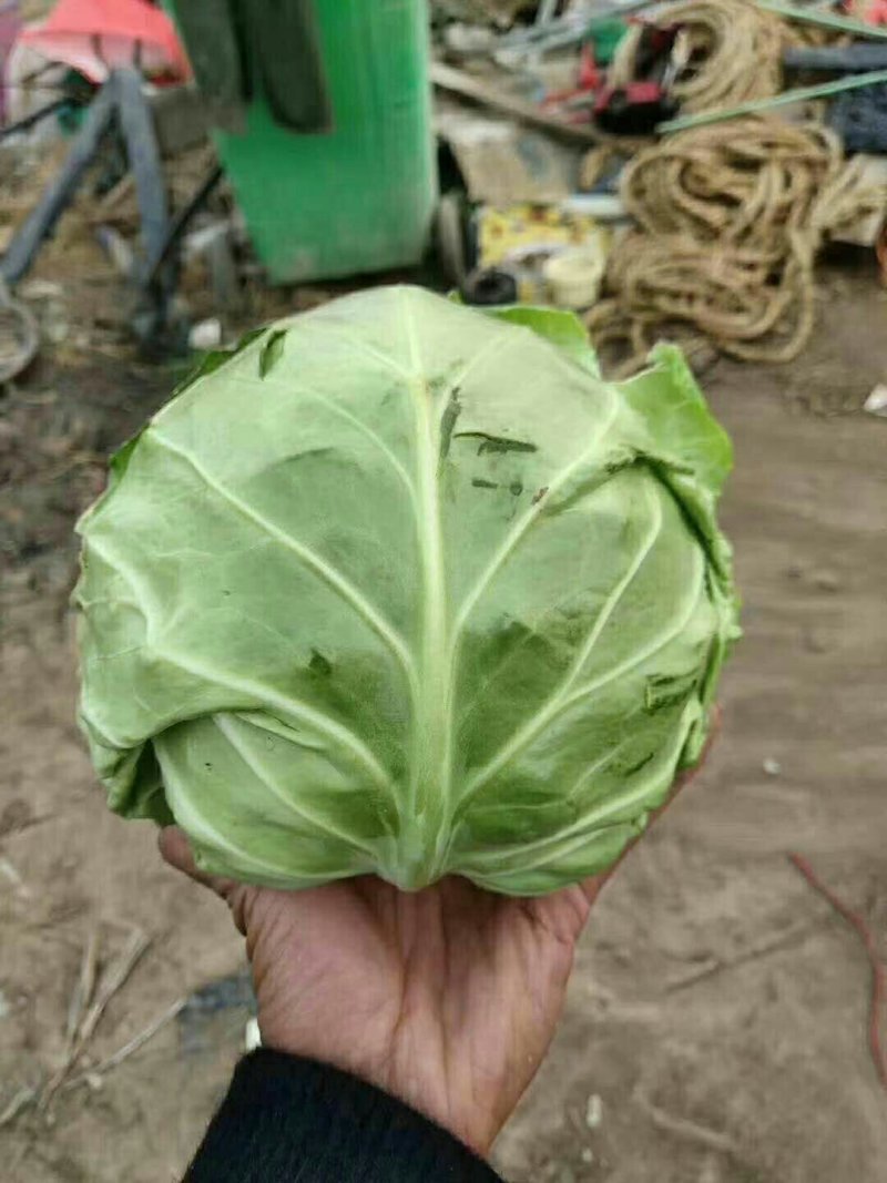 河北定州甘蓝大量上市