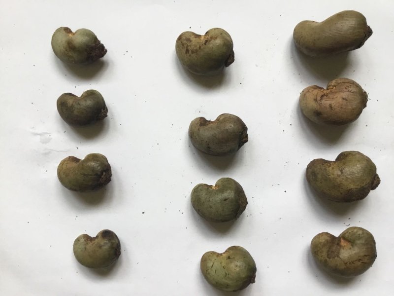 非洲带壳腰果(cif到港价)长期供应
