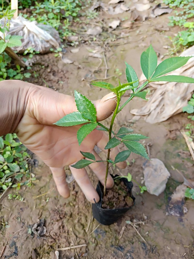 纯种江津九叶青花椒苗乳苗杯苗青花椒苗藤椒苗天知椒苗青麻椒