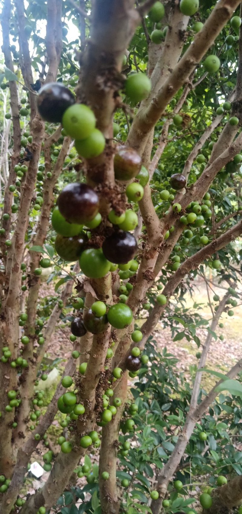 树葡萄苗
