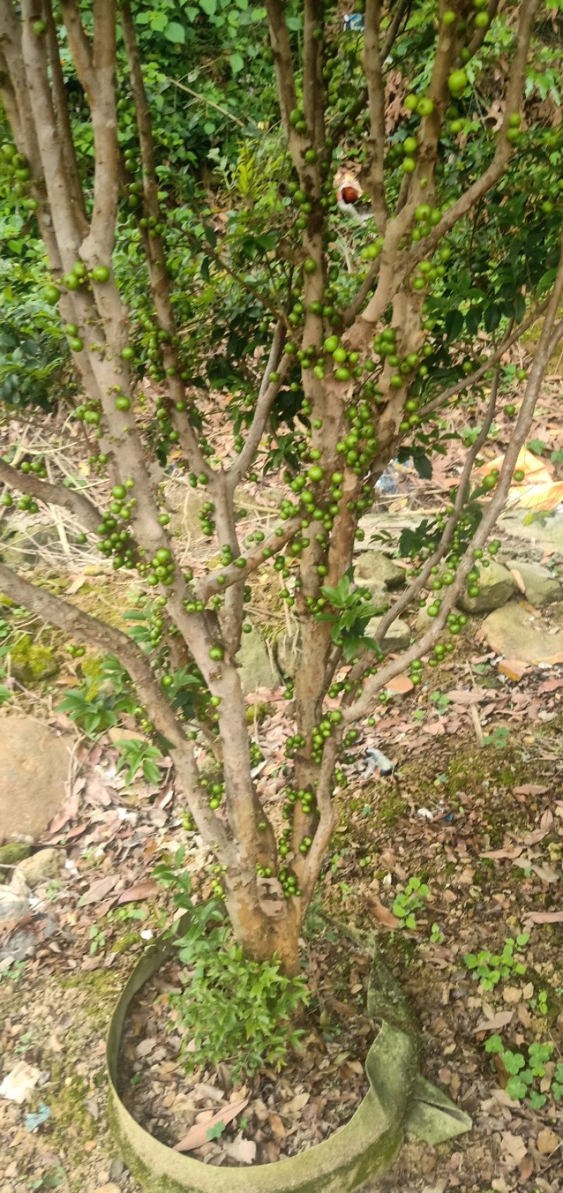 树葡萄苗