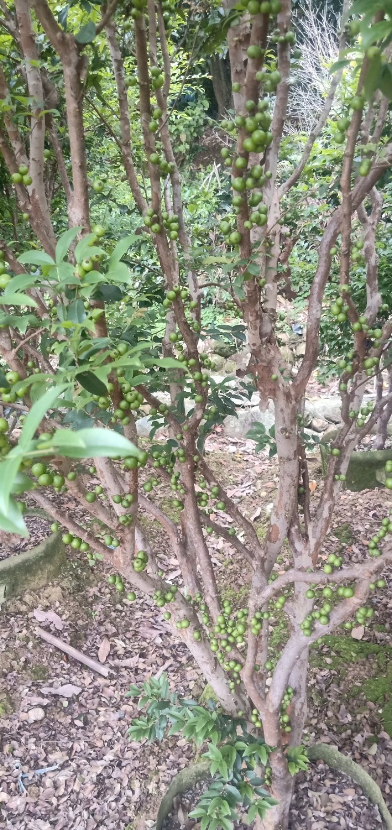 树葡萄苗