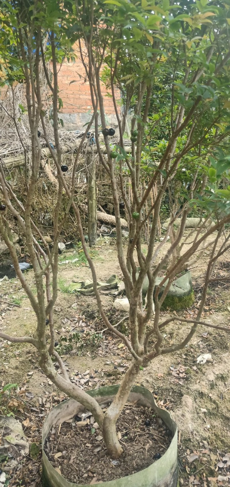 树葡萄苗