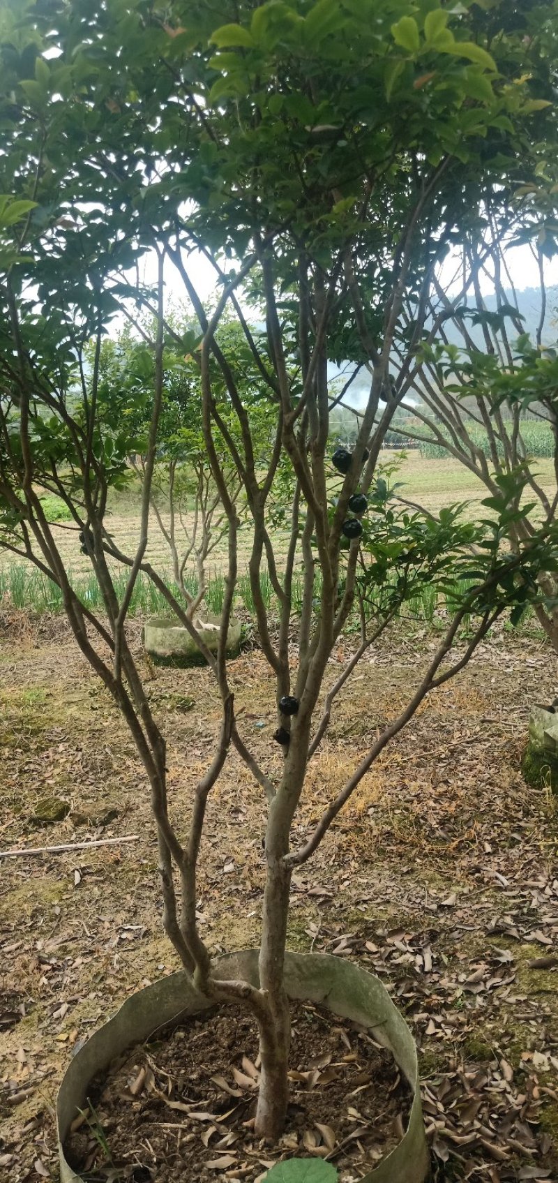 树葡萄苗