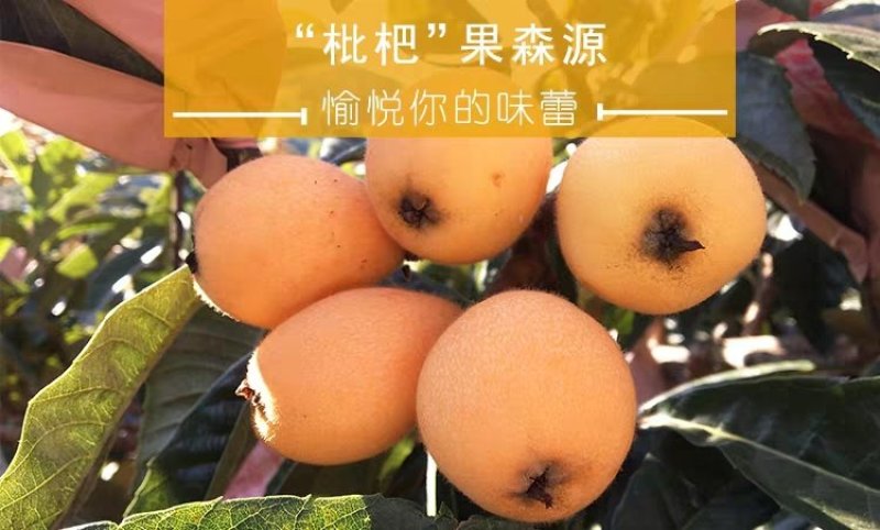 10斤精装五星大枇杷招全国代理，支持一件代发