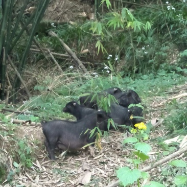 香猪，香猪肉。