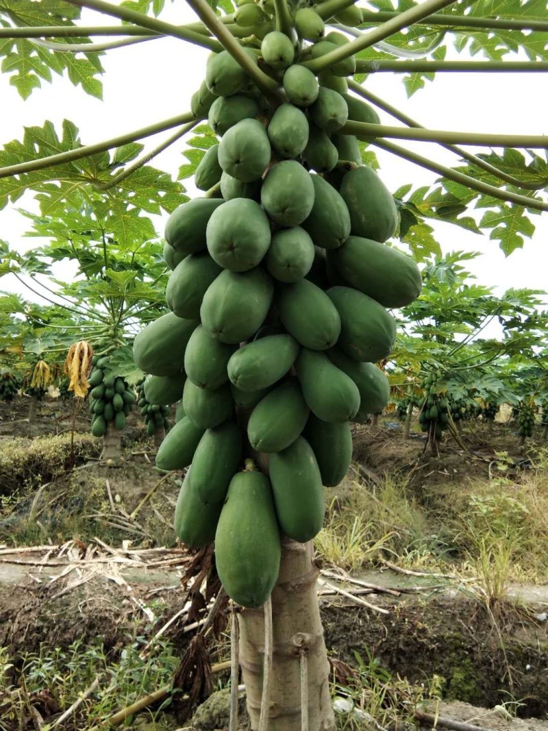 木瓜树苗黄金木瓜苗夏威夷大青大白红菱水果木瓜苗