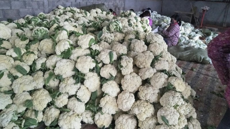 青梗菜花