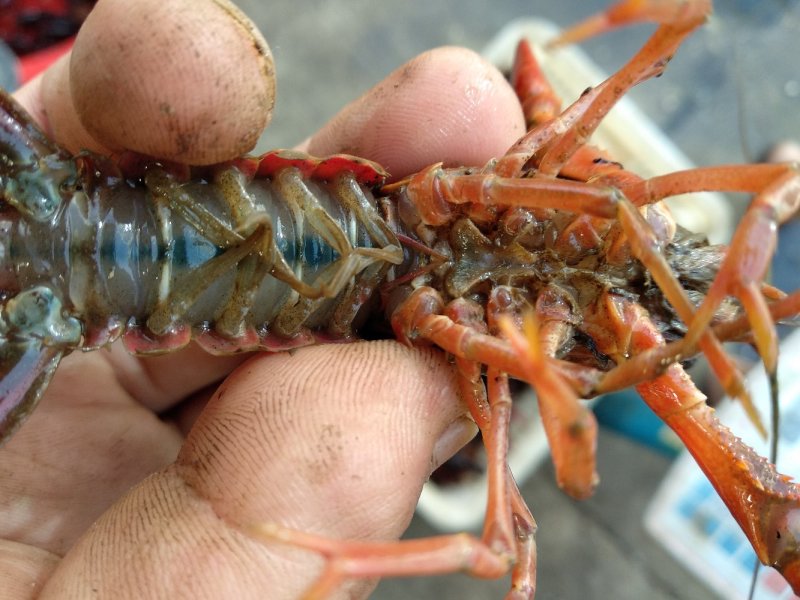 湖北仙桃小龙虾