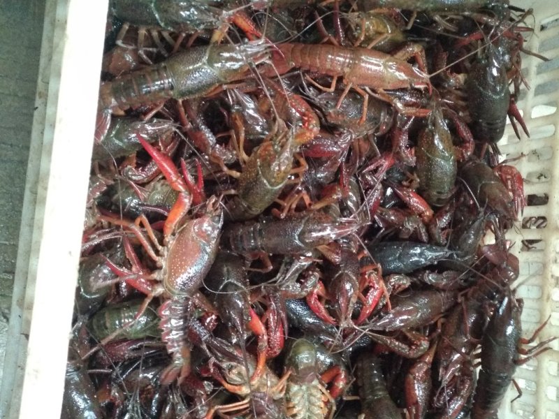 湖北仙桃小龙虾
