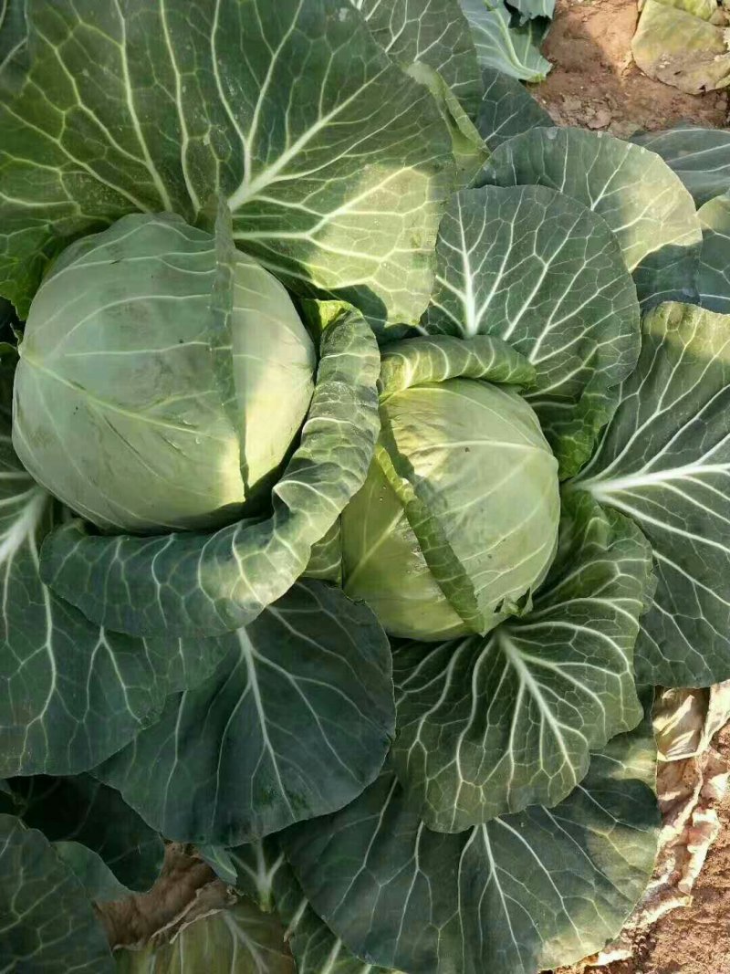 河北定州甘蓝大量上市