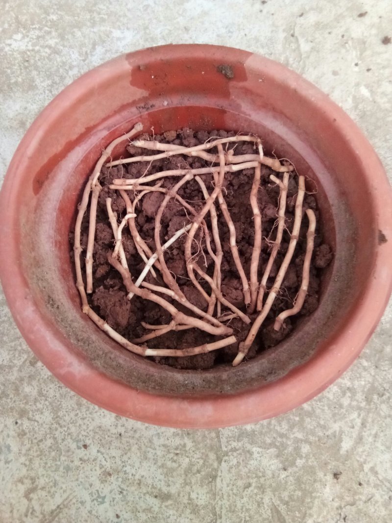 野生鱼腥草种根，折耳根种根新鲜现挖现发。