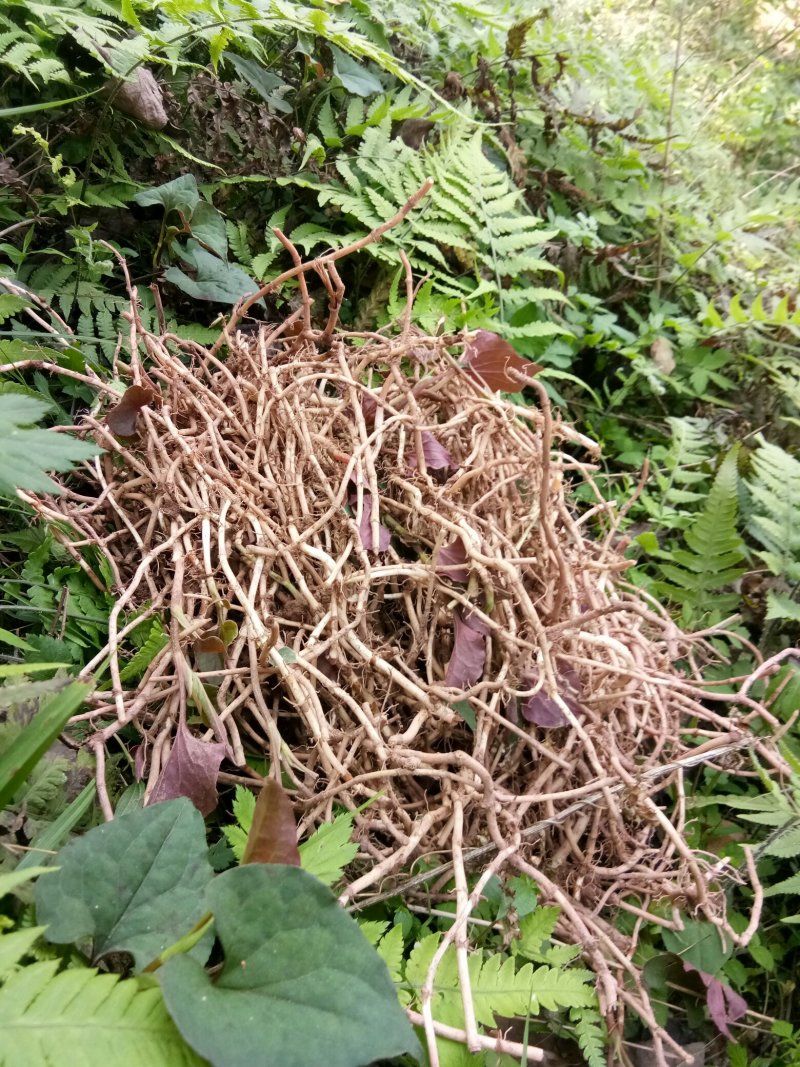 野生鱼腥草种根，折耳根种根新鲜现挖现发。