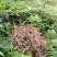野生鱼腥草种根，折耳根种根新鲜现挖现发。