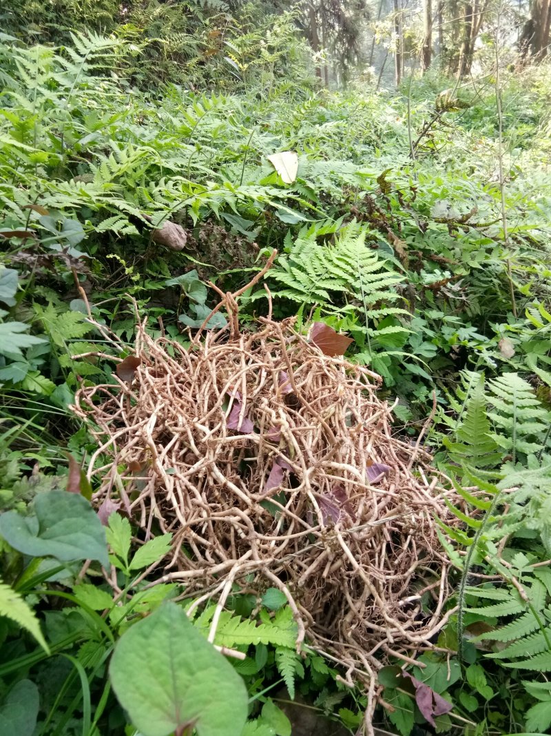 野生鱼腥草种根，折耳根种根新鲜现挖现发。