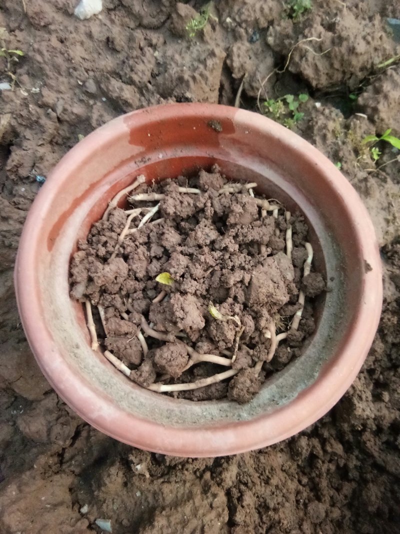 野生鱼腥草种根，折耳根种根新鲜现挖现发。