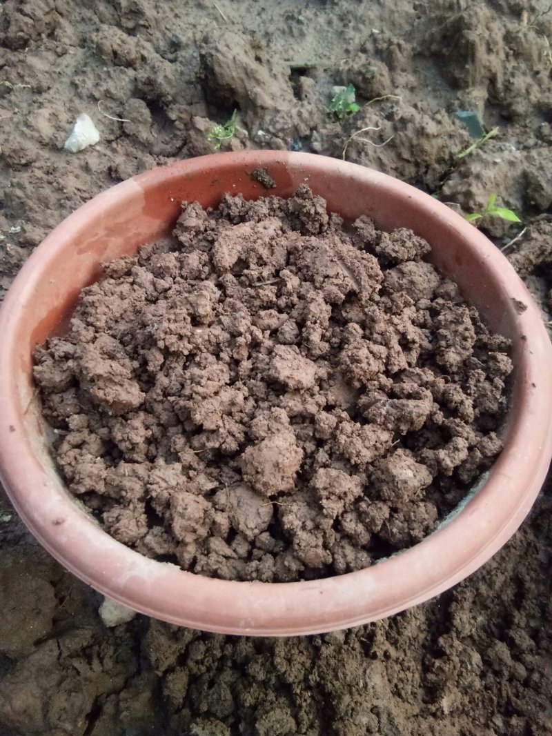 野生鱼腥草种根，折耳根种根新鲜现挖现发。