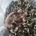 包邮赤松茸，红菇，野生化，优质，豪华礼盒，