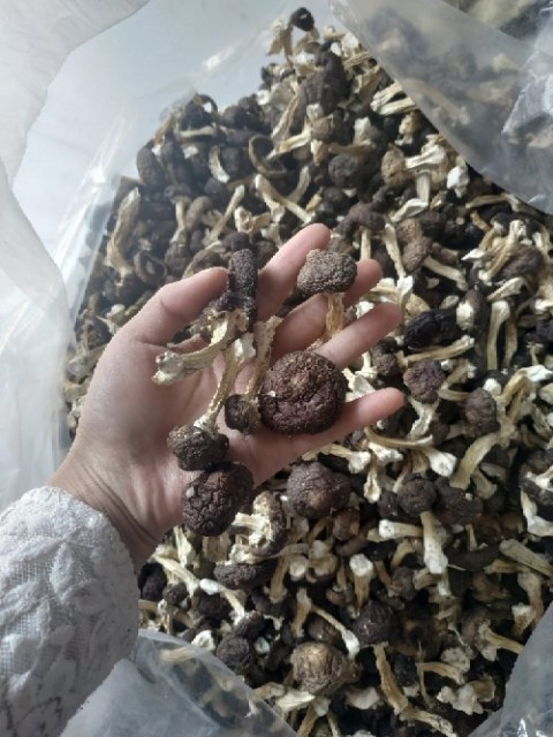 包邮赤松茸，红菇，野生化，优质，豪华礼盒，