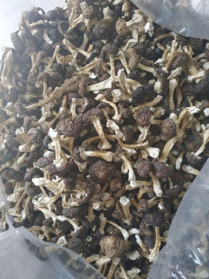 包邮赤松茸，红菇，野生化，优质，豪华礼盒，