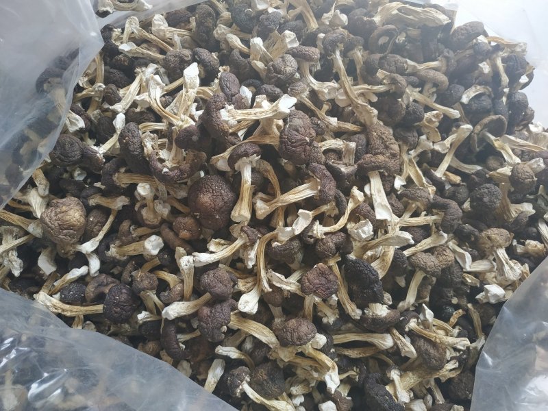 包邮赤松茸，红菇，野生化，优质，豪华礼盒，