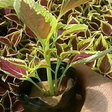 彩叶草