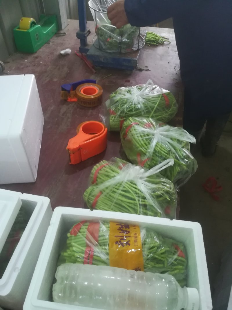 泥蒿芦蒿藜蒿刘姓塘泥蒿去叶去老梗