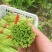 泥蒿芦蒿藜蒿刘姓塘泥蒿去叶去老梗