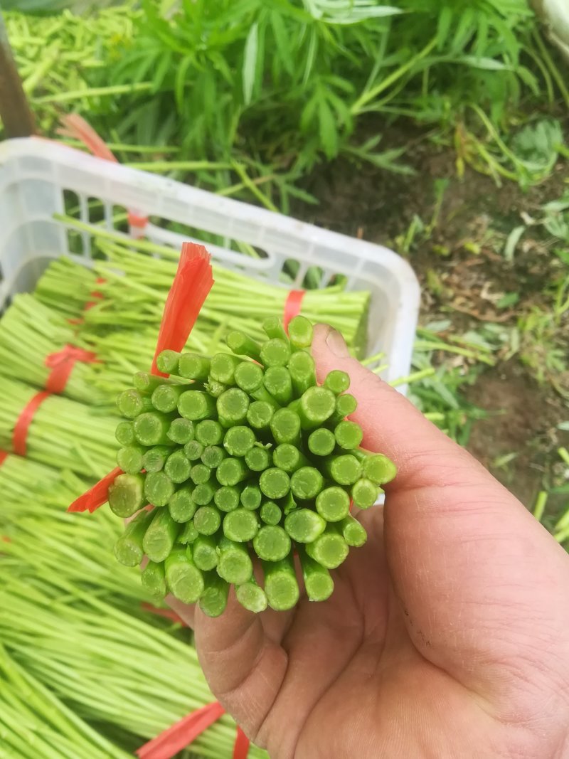 泥蒿芦蒿藜蒿刘姓塘泥蒿去叶去老梗