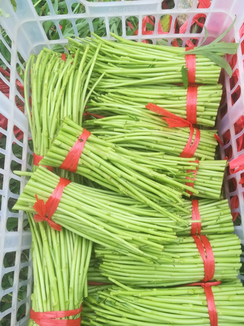 泥蒿芦蒿藜蒿刘姓塘泥蒿去叶去老梗