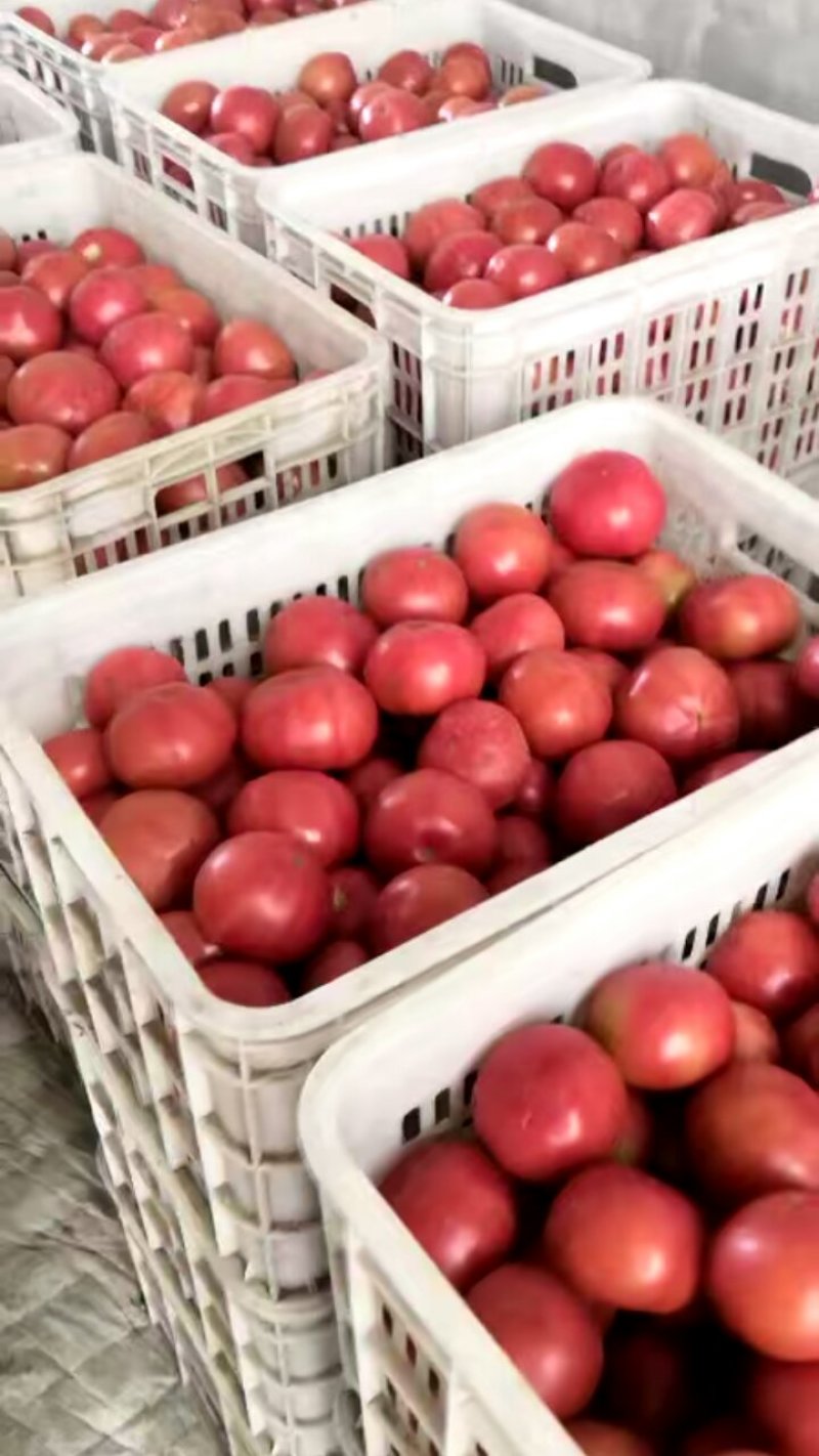 西红柿硬粉弧三以上通货