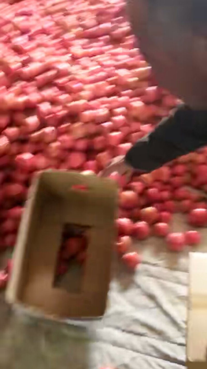 西红柿硬粉弧三以上通货