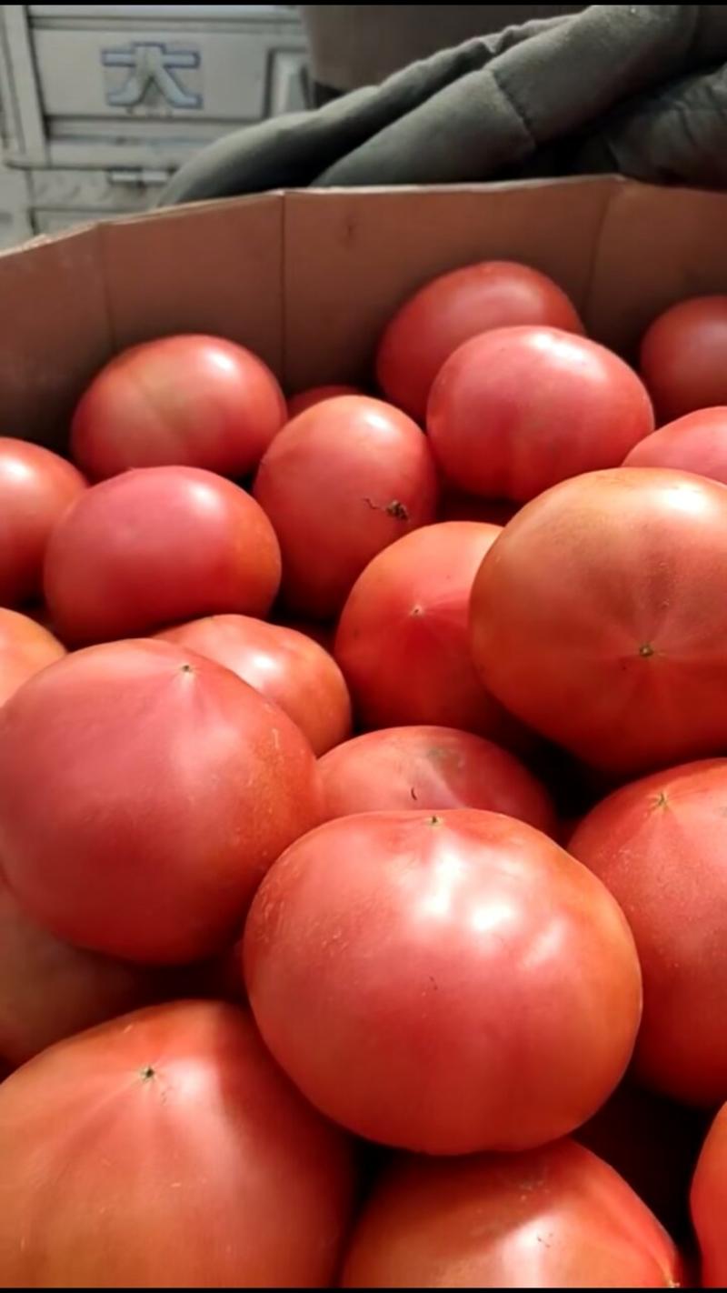 西红柿硬粉弧三以上通货