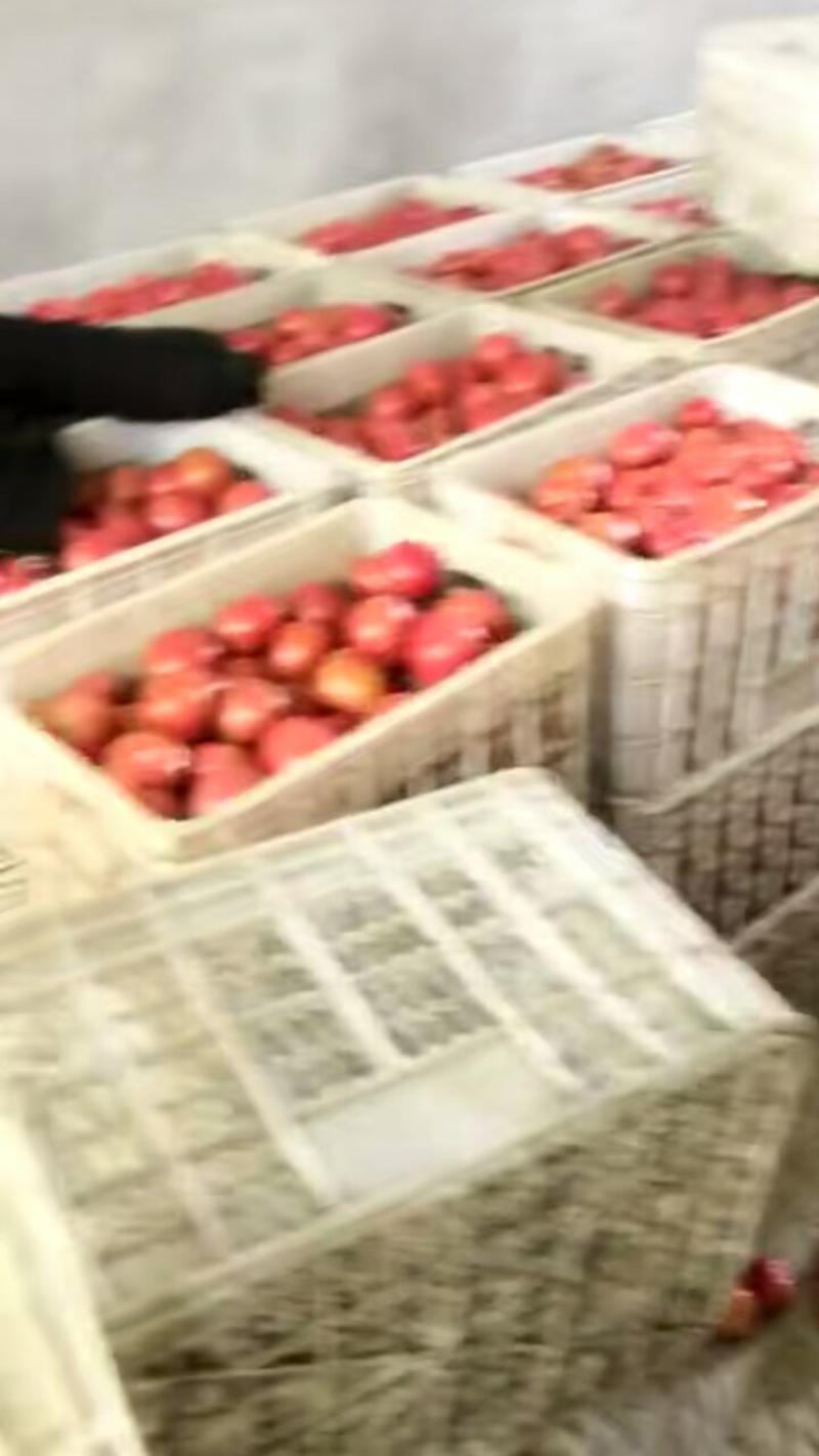 西红柿硬粉弧三以上通货