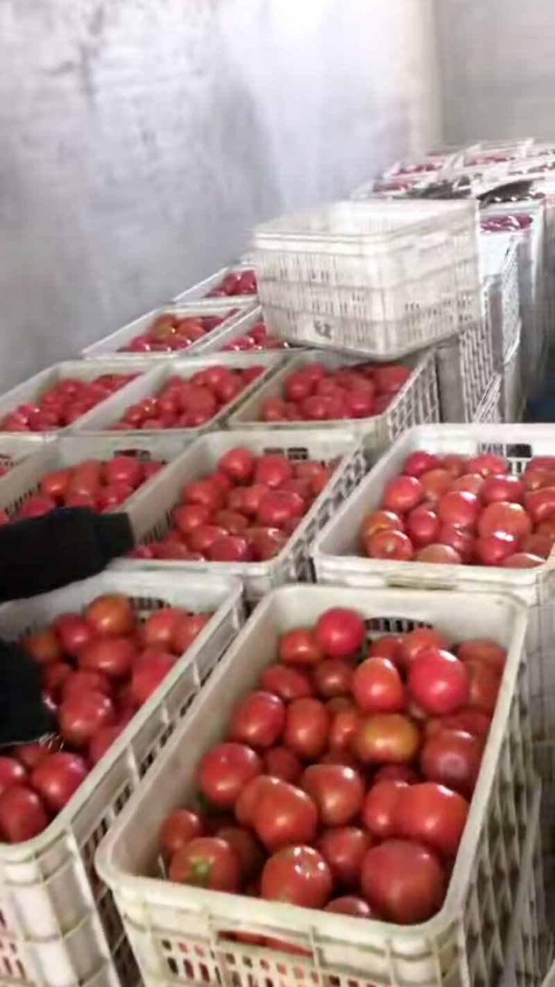 西红柿硬粉弧三以上通货