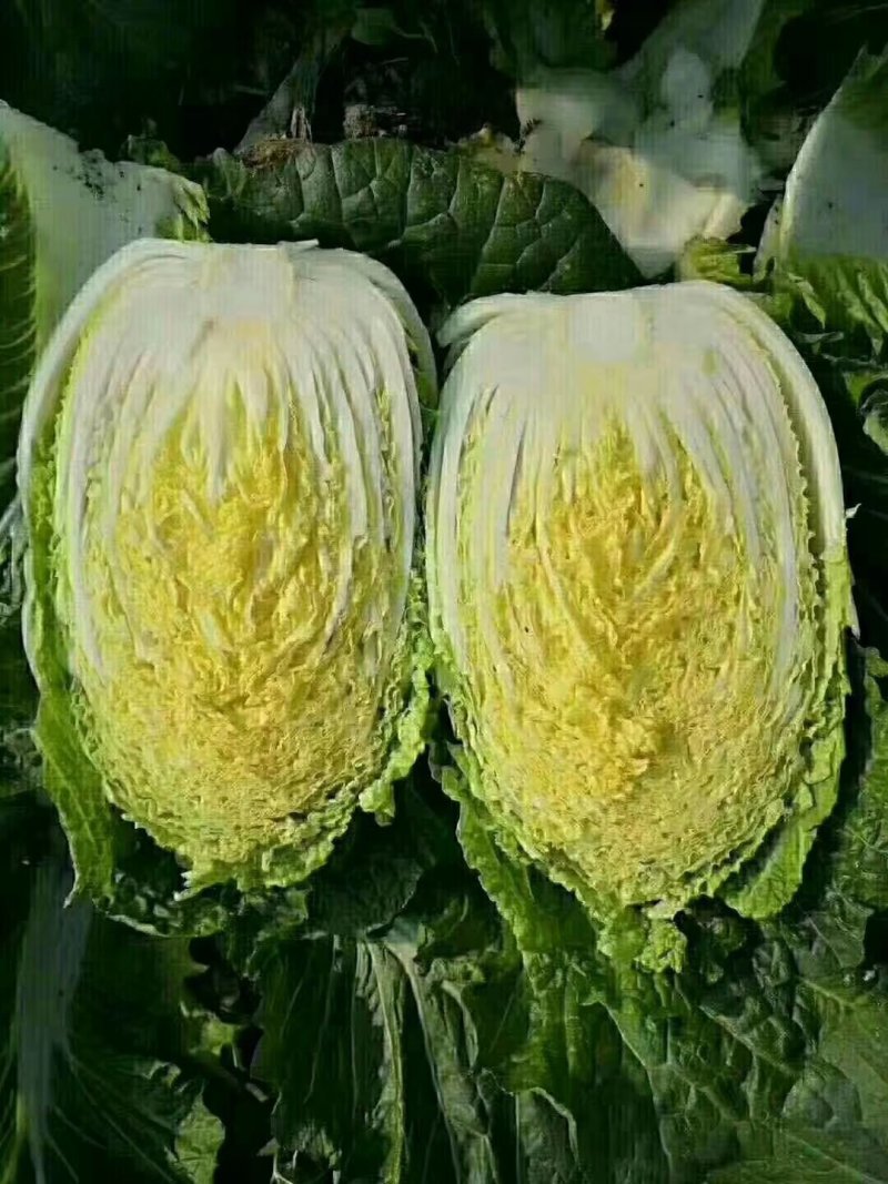 河北定州大量供应黄心白菜