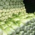 河北定州大量供应黄心白菜