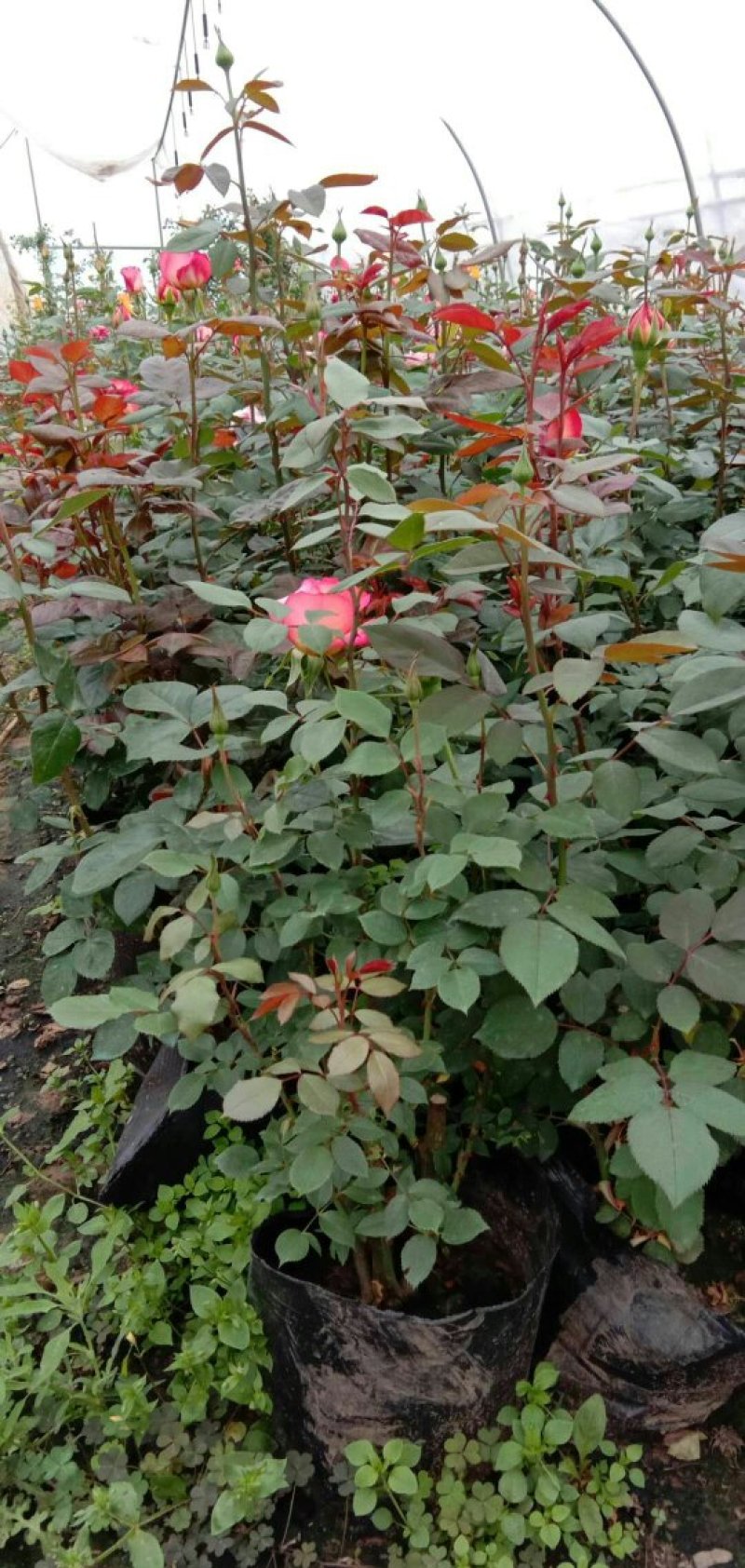 家庭养植花开四季开花阳台可种植