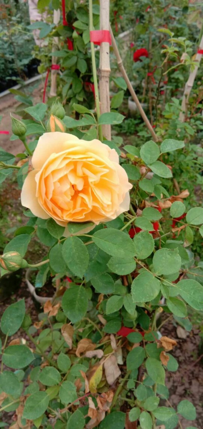 家庭养植花开四季开花阳台可种植