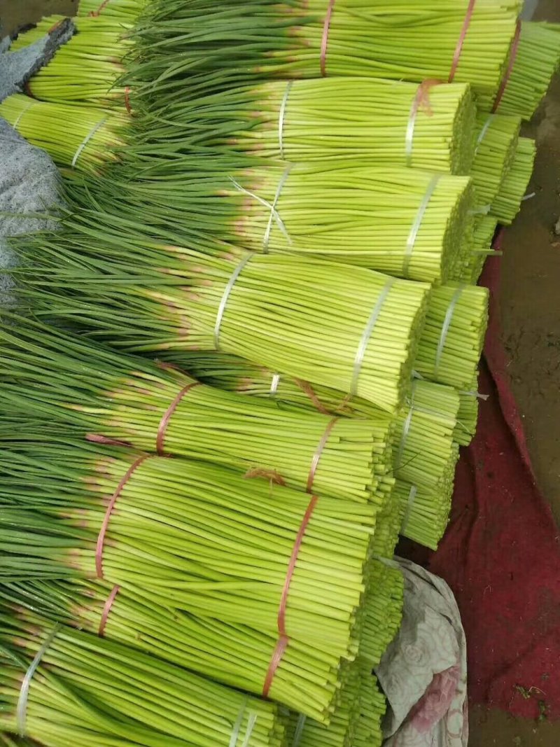 河南精品红帽蒜苔，供应电商，市场，超市，产地直发
