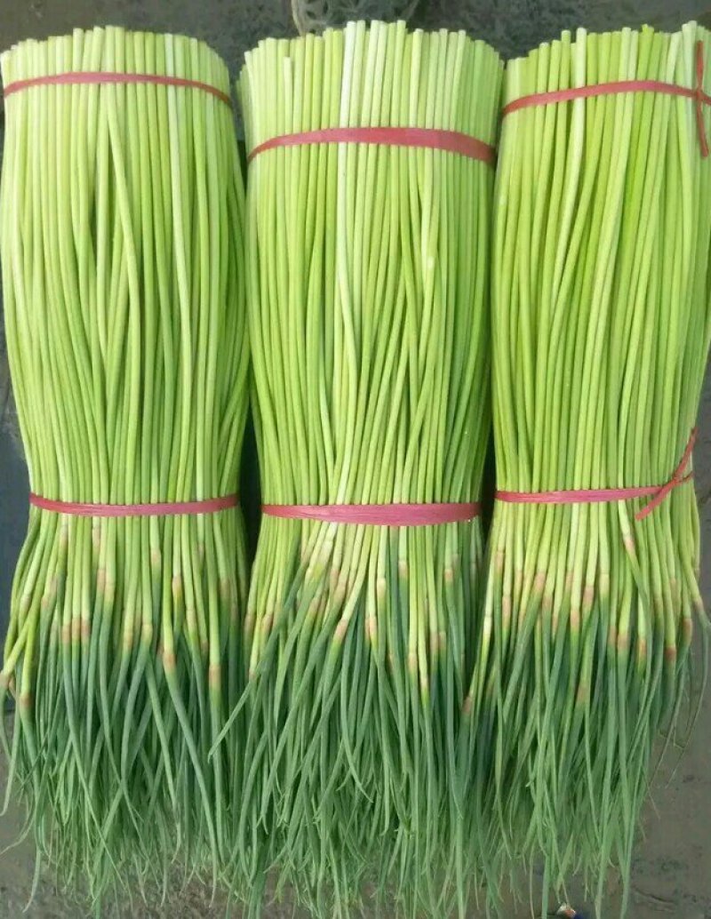 河南精品红帽蒜苔，供应电商，市场，超市，产地直发