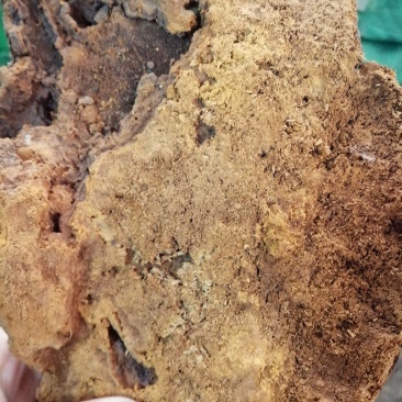 昌玉药材桑黄产地直销薄利多销