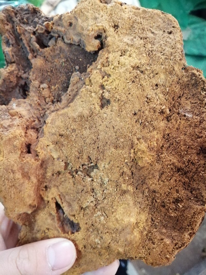昌玉药材桑黄产地直销薄利多销