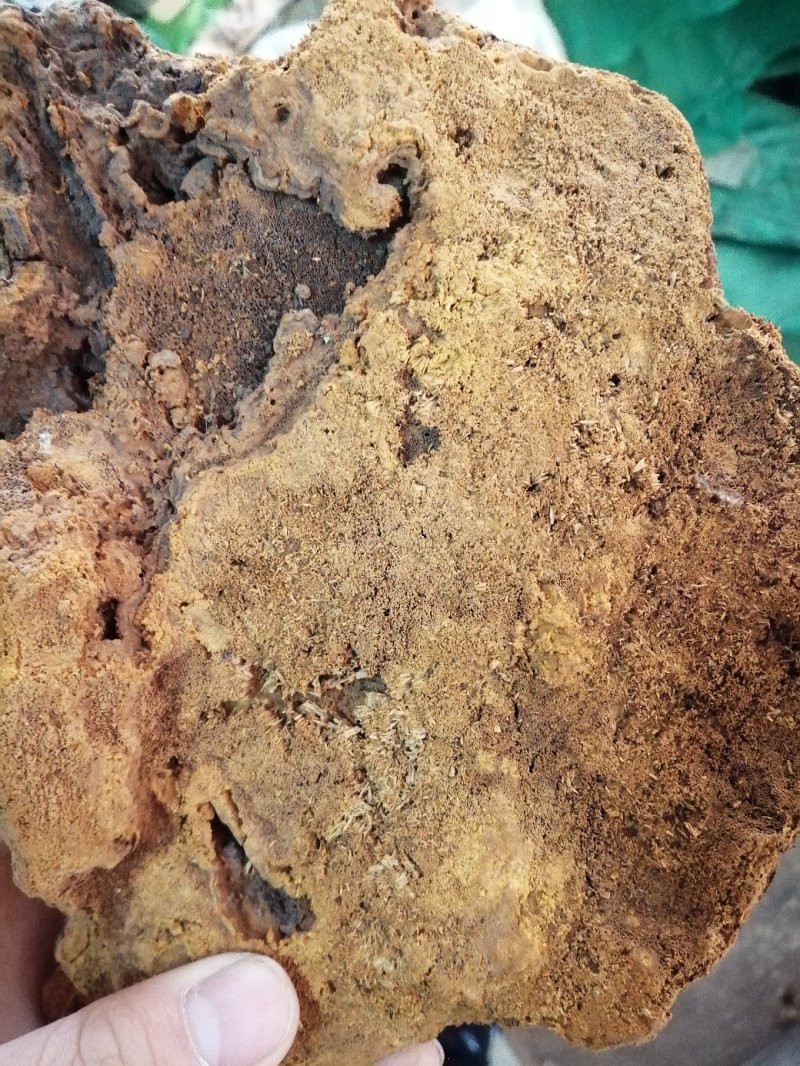 昌玉药材桑黄产地直销薄利多销