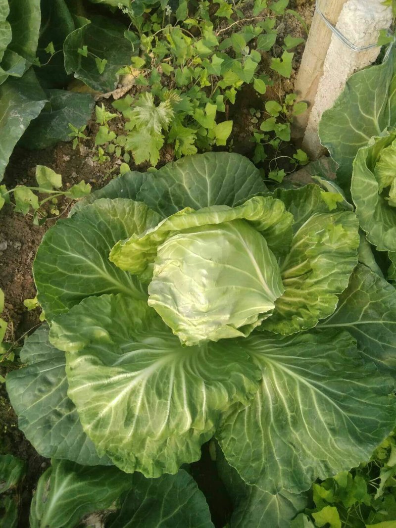 甘蓝，需要的联系我了