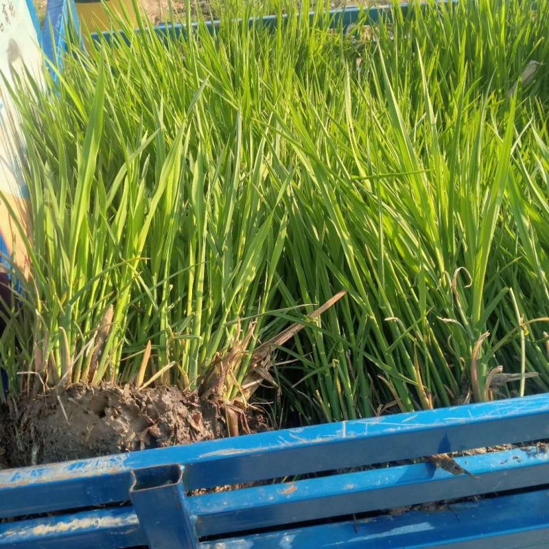水生早熟型双季茭白苗种苗高笋苗高瓜苗三季茭白苗新苗现挖包