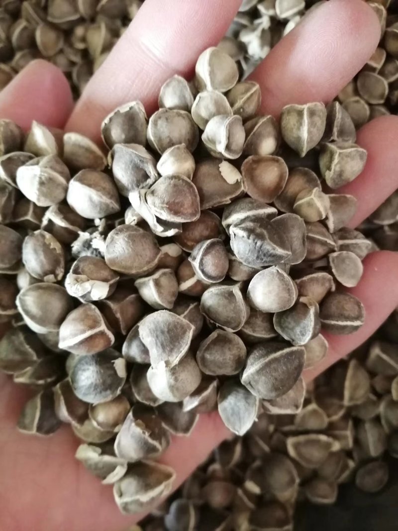 昌玉药材辣木籽产地直销薄利多销